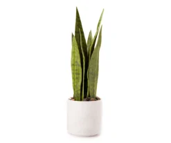 Wild Sedona Artificial Snake Plant With White Ceramic Pot